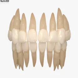 Human Teeth 3D model