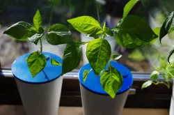 IKEA PAPAJA Hydropot