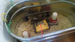 Jurassic Cluck: Chicken Brooder Fence