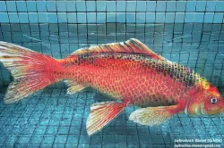Koi-Fish 3D model