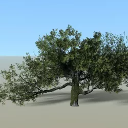 Live Oak Tree 3D model