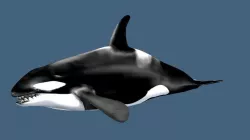 Orca 3d 3D model