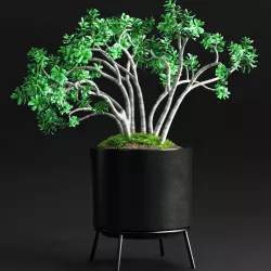  Plants and Planters 11 Jade Plant 3D model