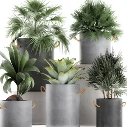 Plants in pots of concrete for the interior 601 3D model