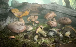 Realistic Forest Mushrooms - Suillus Brown Fungi Low-poly 3D model