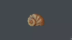 Seashells Low-poly 3D model
