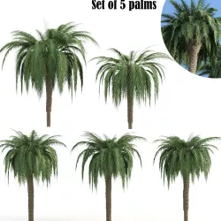 Set of 5 palm trees 3D model