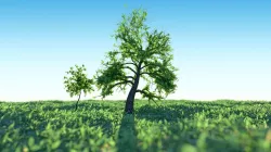 Set of Tree models - small and old large tree of Mountain Ash Low-poly 3D model