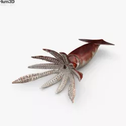 Squid HD 3D model