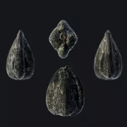 Sunflower Seed B Low-poly 3D model