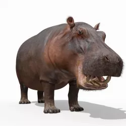 Super Hippo 8K - Animated Low-poly 3D model