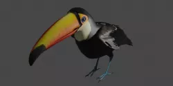 Toucan Low-poly 3D model