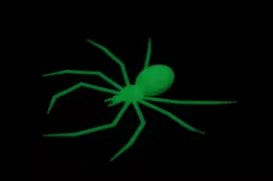 Creepy Halloween Spiders