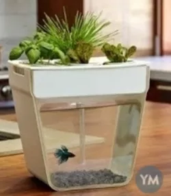 Desktop Aquaponics System (Prototype)