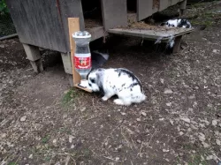 Pet water bottle