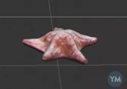 Starfish 360 Degree Model