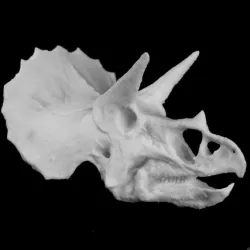 Triceratops Skull in Colorado, USA