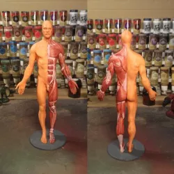Anatomy reference