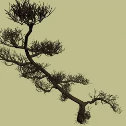 Branch