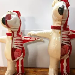 Brian Griffin Anatomy