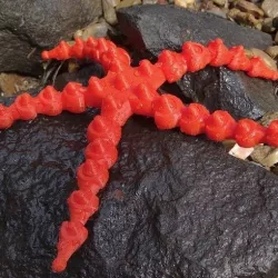 Customizable Starfish