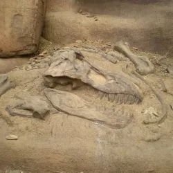 Dino Dig Site!