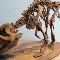 Dinosaur skeleton - Psittacosaurus  V3