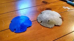 Fossil Sand Dollar