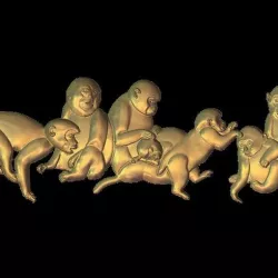monkeys ape family