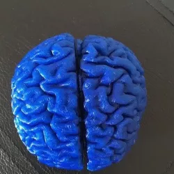 Brain Model