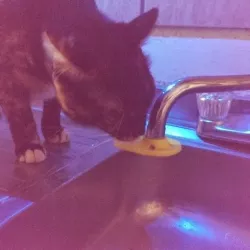 Cat faucet fountain