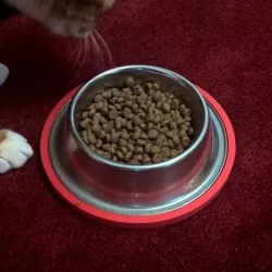 Cat or dog bowl carpet grip