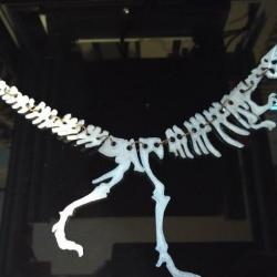 3d printing dinosaur bones 【 STLFinder