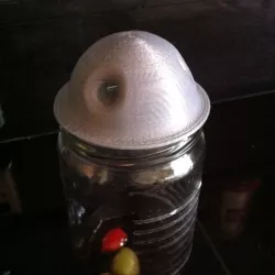 Domed Flytrap