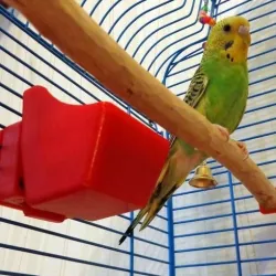 Feeding trough for parrot