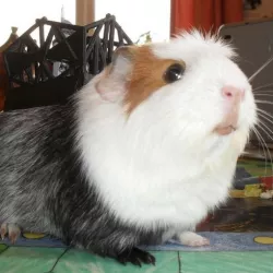 Guinea pig battle carrier