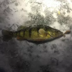 ICE CRANK ICE FISHING JIGGING LURE