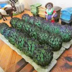 Lavender feet