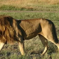 Lion Model