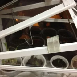 Mini Greenhouse Wedge