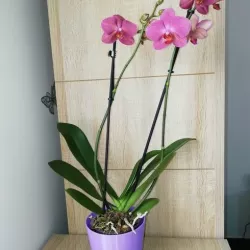 Orchid pot cover