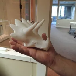 Triceratops head