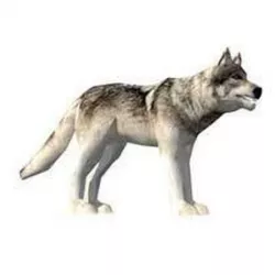 Wolf 3D