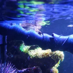 Aquarium Flow