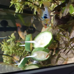Aquarium vegetable holder