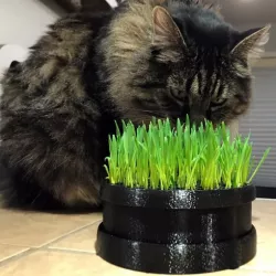 Cat Grass Planter