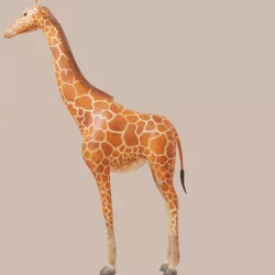 Giraf