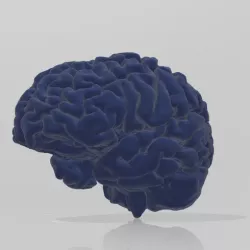 human brain