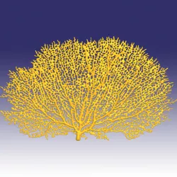 Seafan coral