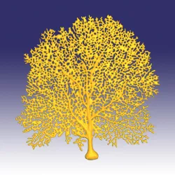 Seafan coral